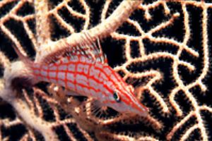 red sea- eilat aqatica 90 105mm lens . by Shmulik Blum 
